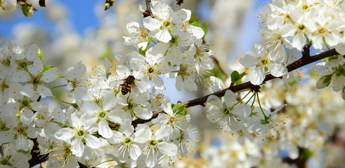 Obraz premium Banner und Hintergrund - Kirschbaumblüte