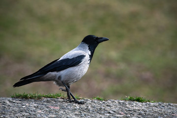 Grey crow bird close up spring time
