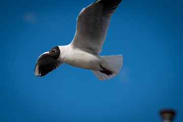 Seagull fly blue sky background city life