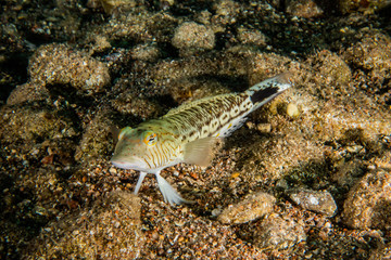Fototapeta premium Fish swim in the Red Sea, colorful fish, Eilat Israel