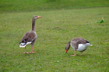 Graugänse auf der Wiese