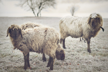 Sheep