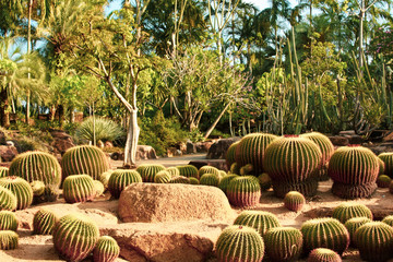 Tropical Desert Botanical Garden Cactus