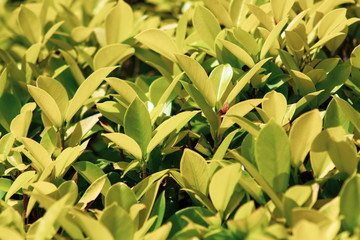 Background of green young foliage bush