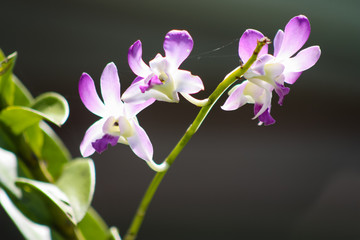 Flowers white and purple tropical orchids on a blurred black background.