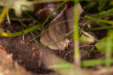 the snail hides in the thicket of grass