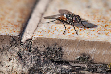 the common fly is basking in the sun