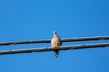Doves on a wire