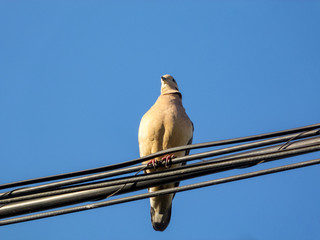 Doves on a wire