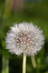 dandelion flower, close up