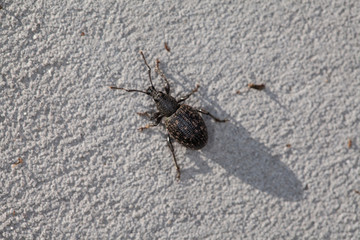 small insect , view from above 