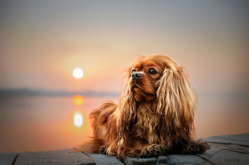 cavalier king charles spaniel dog beautiful sunrise on the river portrait