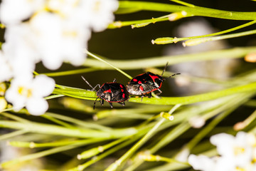 two insects are copulating on the grass