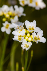 white flower in the garden 
