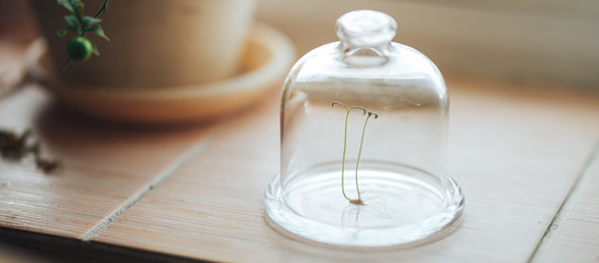 fresh green plant under a glass cap jar bulb bank on the spring window