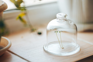 fresh green plant under a glass cap jar bulb bank on the spring window