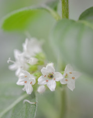 Flower of mint plant
