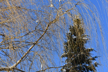 saules pleureurs en hiver