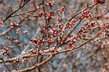 Cherry blossom tree with white little flowers