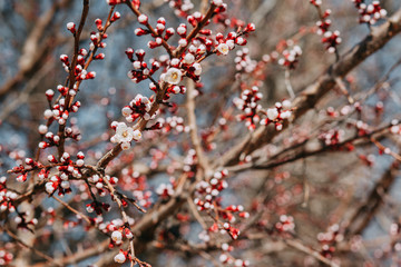 Cherry blossom tree with white little flowers