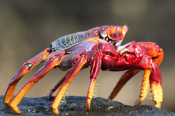 rote_Klippenkrabbe