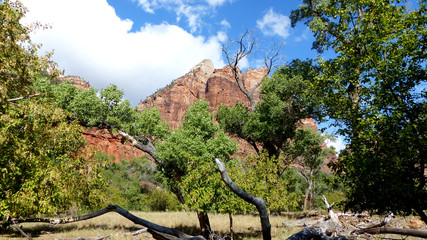 Krumm gewachsene Bäume vor den markanten roten Felsen, Landschaft im Zion Nationalpark in Utah in...