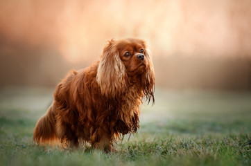 cavalier king charles spaniel dog beautiful sunrise magic light portrait