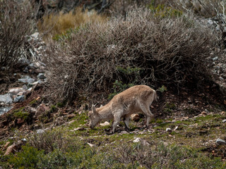 Iberian wild goat (Capra pyrenaica) grazing and climbing in the mountain in Salamanca, Spain