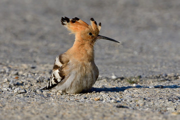 Wiedehopf bei der Futtersuche auf einem Parkplatz