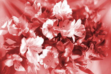 Beautiful floral background in warm red and white soft colors, lily flowers in sun rays closeup,...