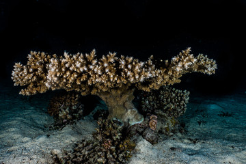 Coral reefs and water plants in the Red Sea, Eilat Israel