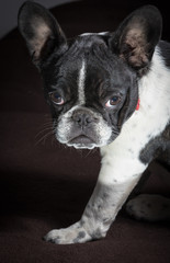 Portrait picture of a French Bulldog puppy who is who lies on the bed