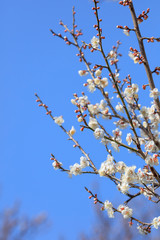 Early blooming White plum blossoms