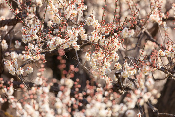 Early blooming White plum blossoms
