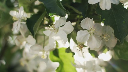 The Fruit Tree Blossoms. Close-up.