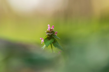 Close up of pink flowers nature background
