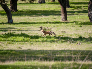 A fox (Vulpes vulpes) on freedom hunting in the forest