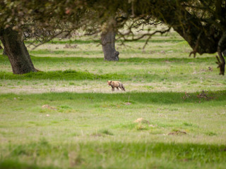 Obraz premium A fox (Vulpes vulpes) on freedom hunting in the forest