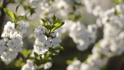 Flowering Branches Of Fruit Tree. Close-up.