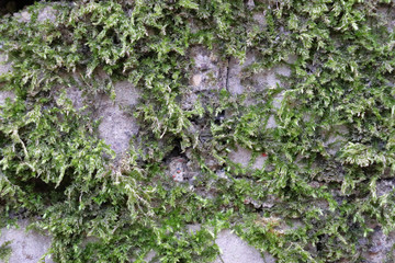 Green moss has grown on a wet brick. Old brickwork. Brick wall. White silicate brick. Crumbling brick from time to time.