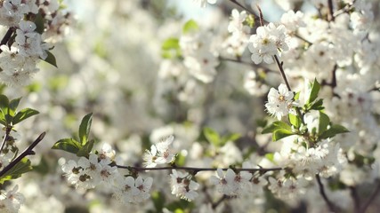 Beautiful Blooming Fruit Tree. Close-up.