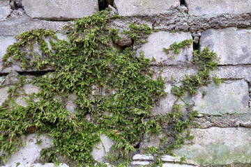 Green moss has grown on a wet brick. Old brickwork. Brick wall. White silicate brick. Crumbling brick from time to time.