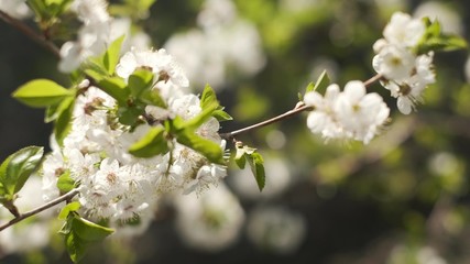 Flowering Branch Of Fruit Tree. Close-up.