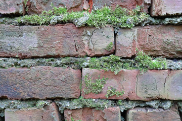 Green moss has grown on a wet brick. Old brickwork. Brick wall. Red silicate brick. Crumbling brick from time to time.