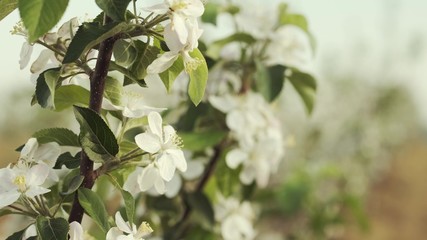 Diagnosis Of Fruit Trees.