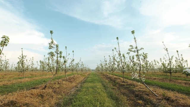 Garden Of Blooming Fruit Trees.