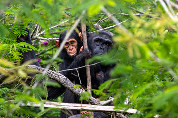 portrait of a chimpanzee in the nature, South Africa