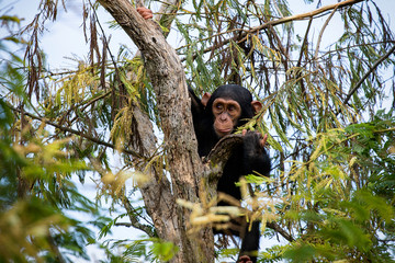 portrait of a chimpanzee in the nature, South Africa