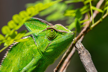 Chameleon in close-up, South Africa