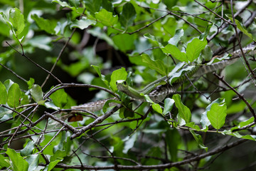 Boomslang snake in the nature, South Africa